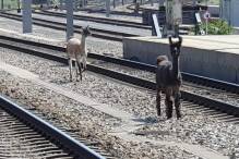 Lamas legen wichtige Wiener Bahnstrecke lahm
