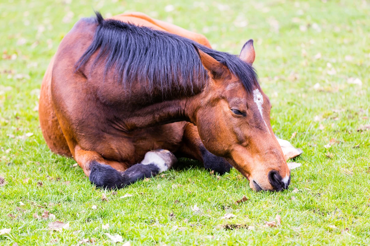 White substance in the coat: Mysterious incidents on horse paddocks in the ...