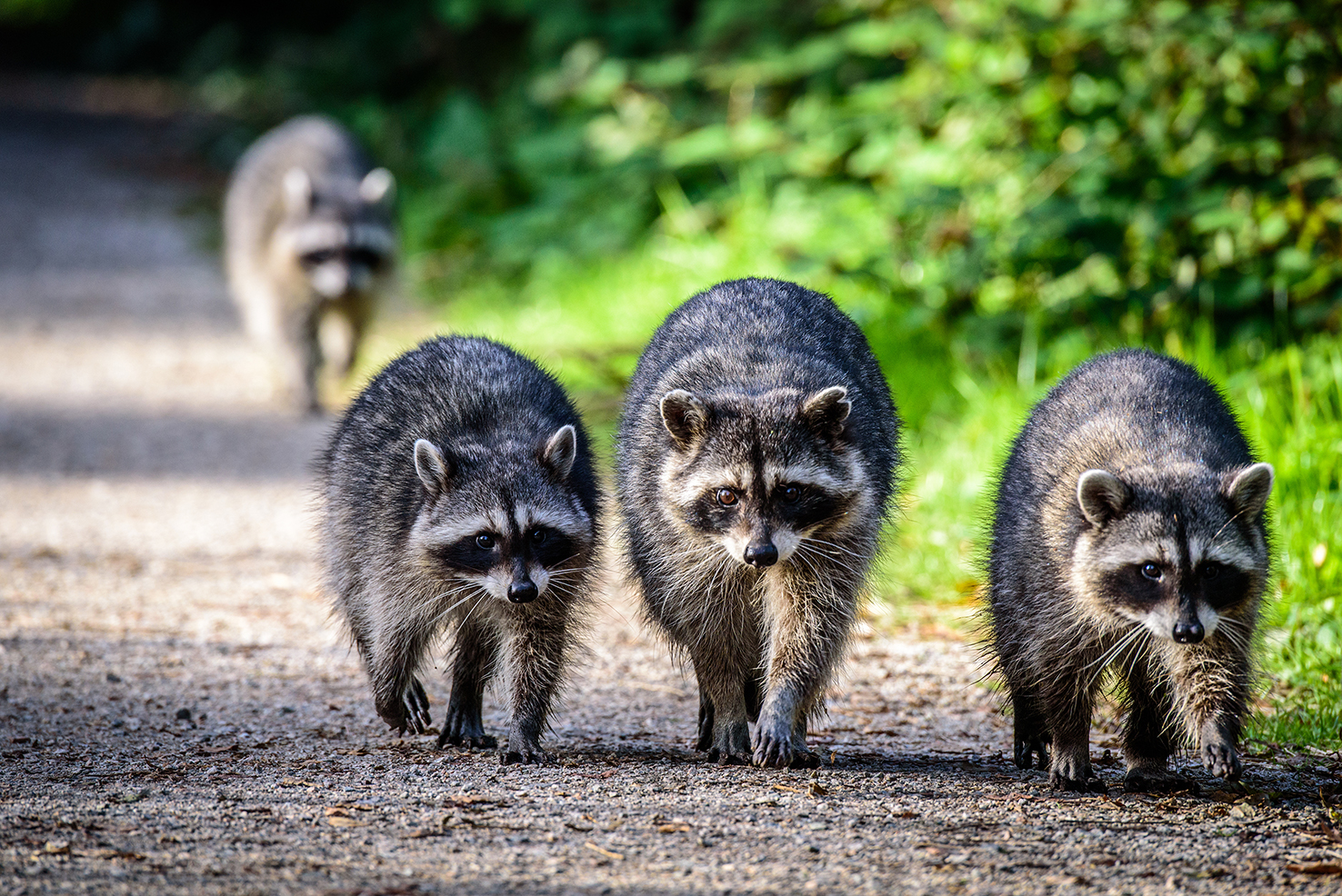 Fuchs im Garten, Waschbär vor der Tür - Weinheim reagiert mit Stadtjägern