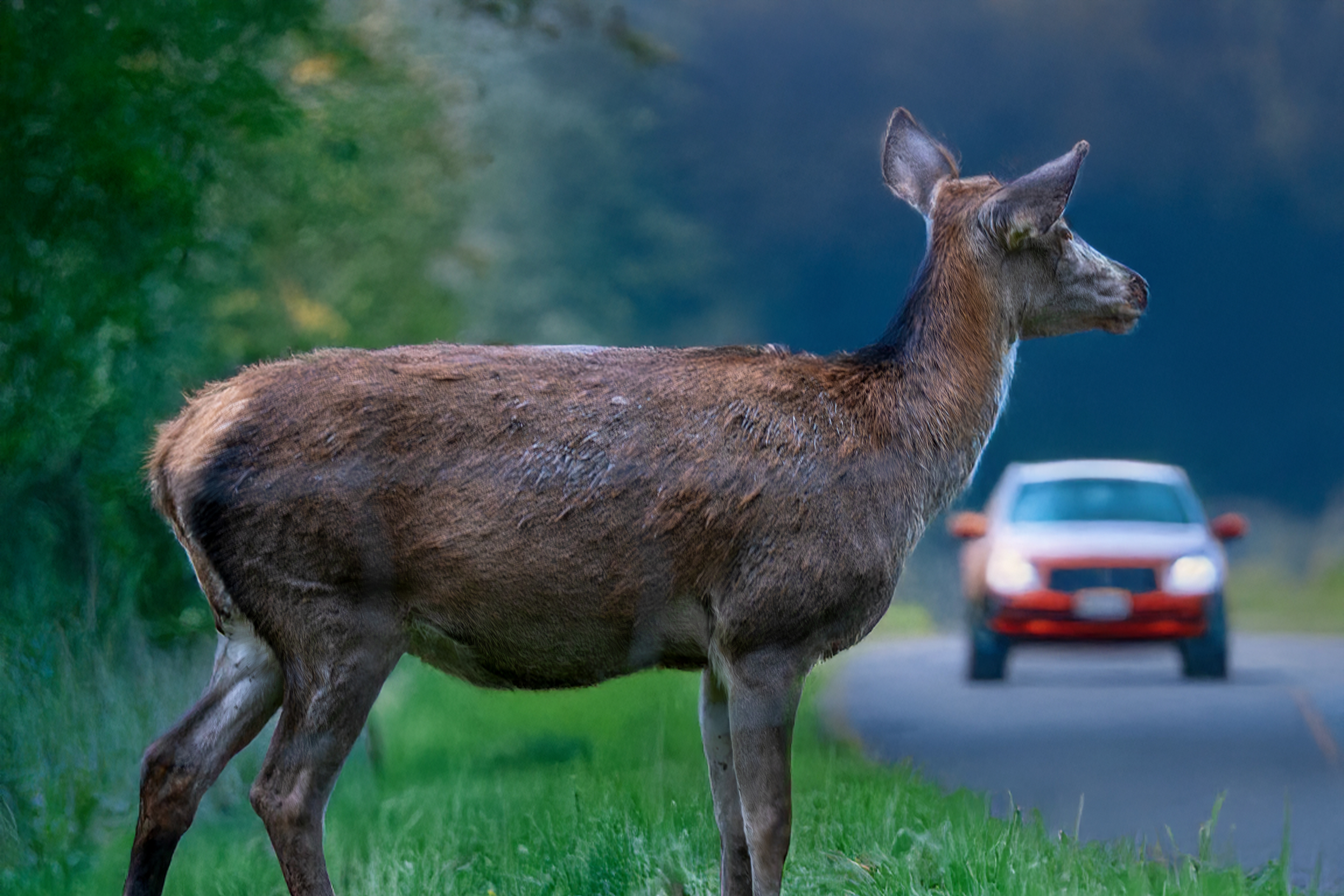Wildunfälle in Weinheim und im Odenwald: Wo die Gefahr besonders groß ist
