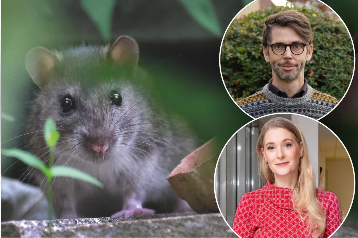 Mediziner warnen vor Kontakt mit Ratten in Weinheim und der Region