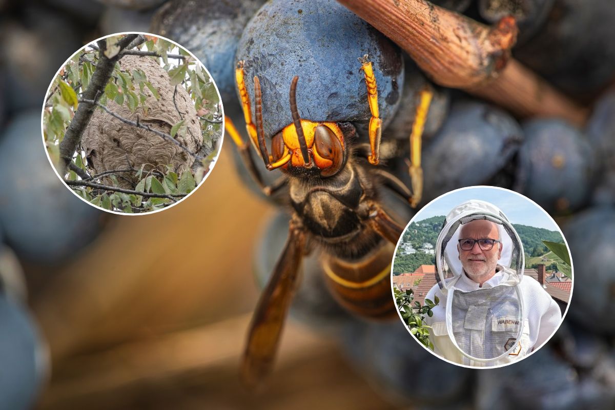 Killer hornets in Weinheim: Next invasion threatens