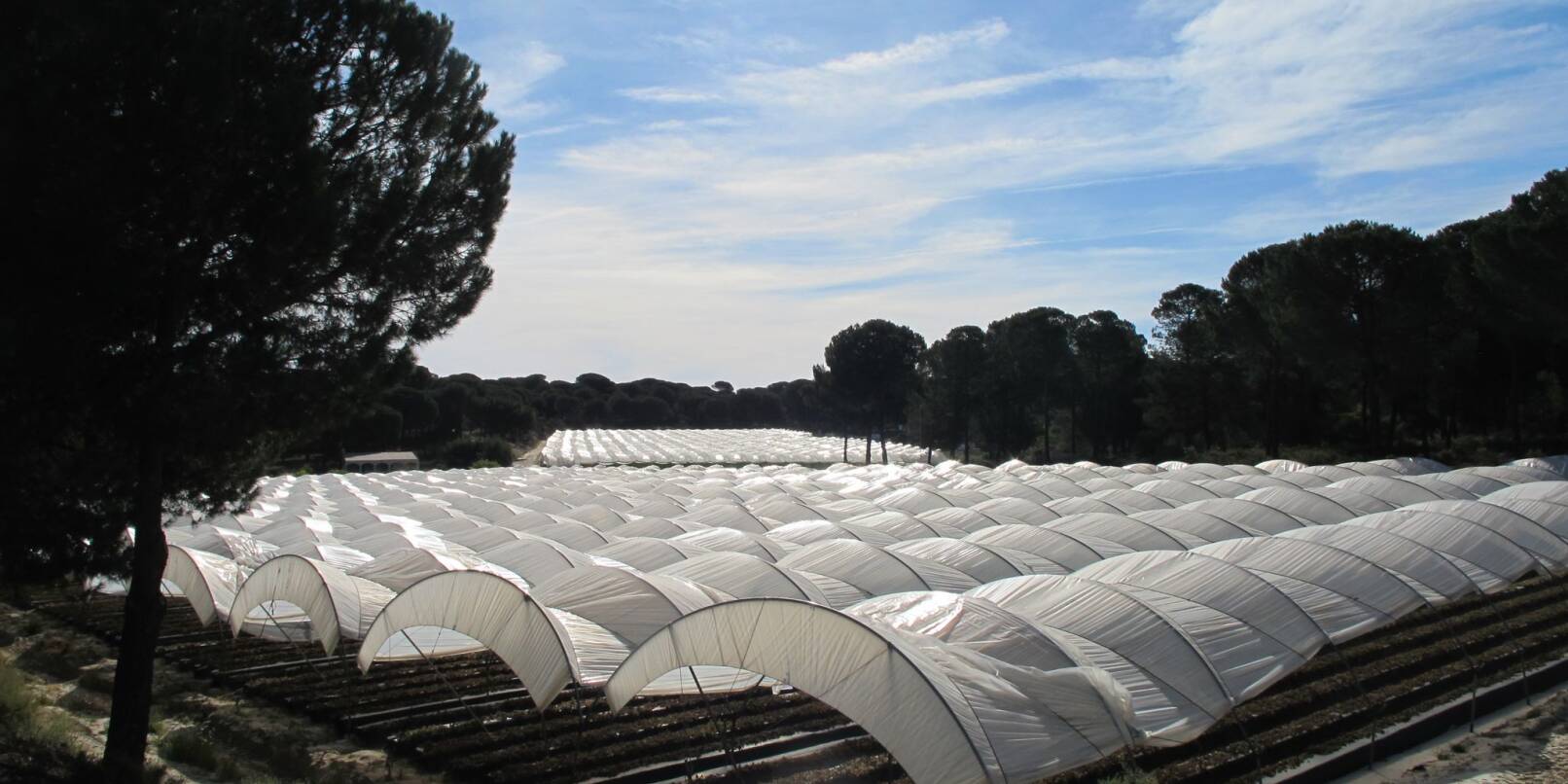 Die Beerenfelder rund um den Nationalpark Doñana werden in großen, von Plastikfolie überzogenen Tunneln angebaut.