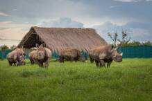 Umsiedlung: Breitmaulnashörner kehren in den Kongo zurück
