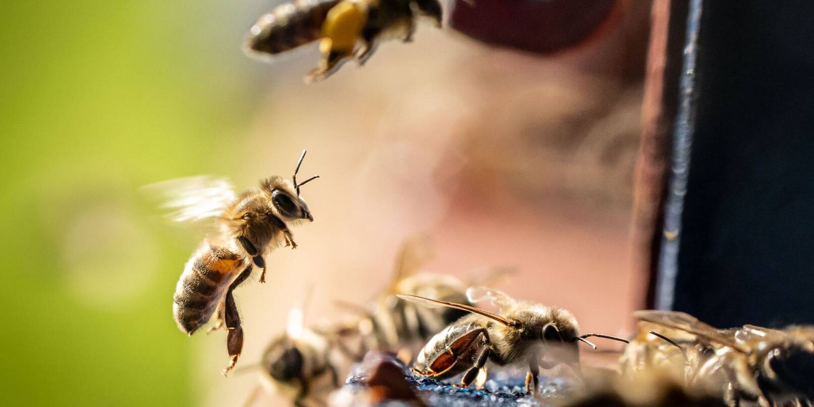 Eine Biene landet im Sonnenschein an ihrem Stock.