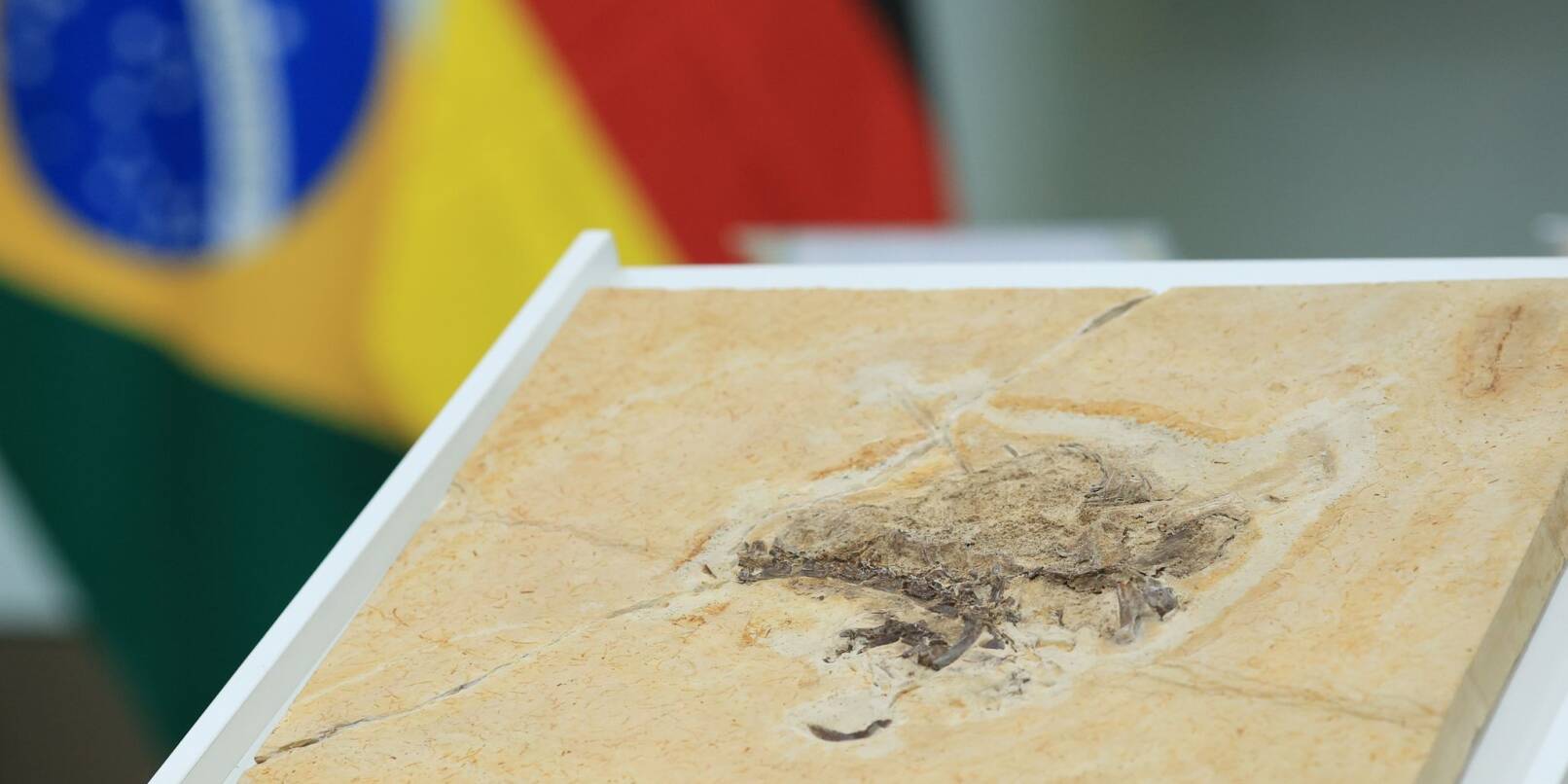Das Dinosaurier-Fossil des Ubirajara jubatus ist bei einer offiziellen Übergabe ausgestellt.