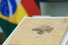 Dino-Fossil offiziell an Brasilien zurückgegeben
