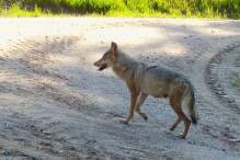 Erstmals Wolfsrudel im Südwesten nachgewiesen
