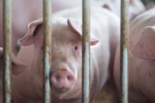 Schweinebestand sinkt weiter: Viele Betriebe geben auf
