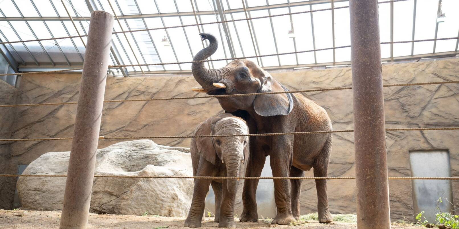 Das Elefantenjunge Neco steht im Opel-Zoo neben seiner Mutter Christina.