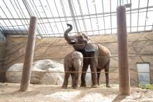 Zwei neue Elefanten im Opel-Zoo
