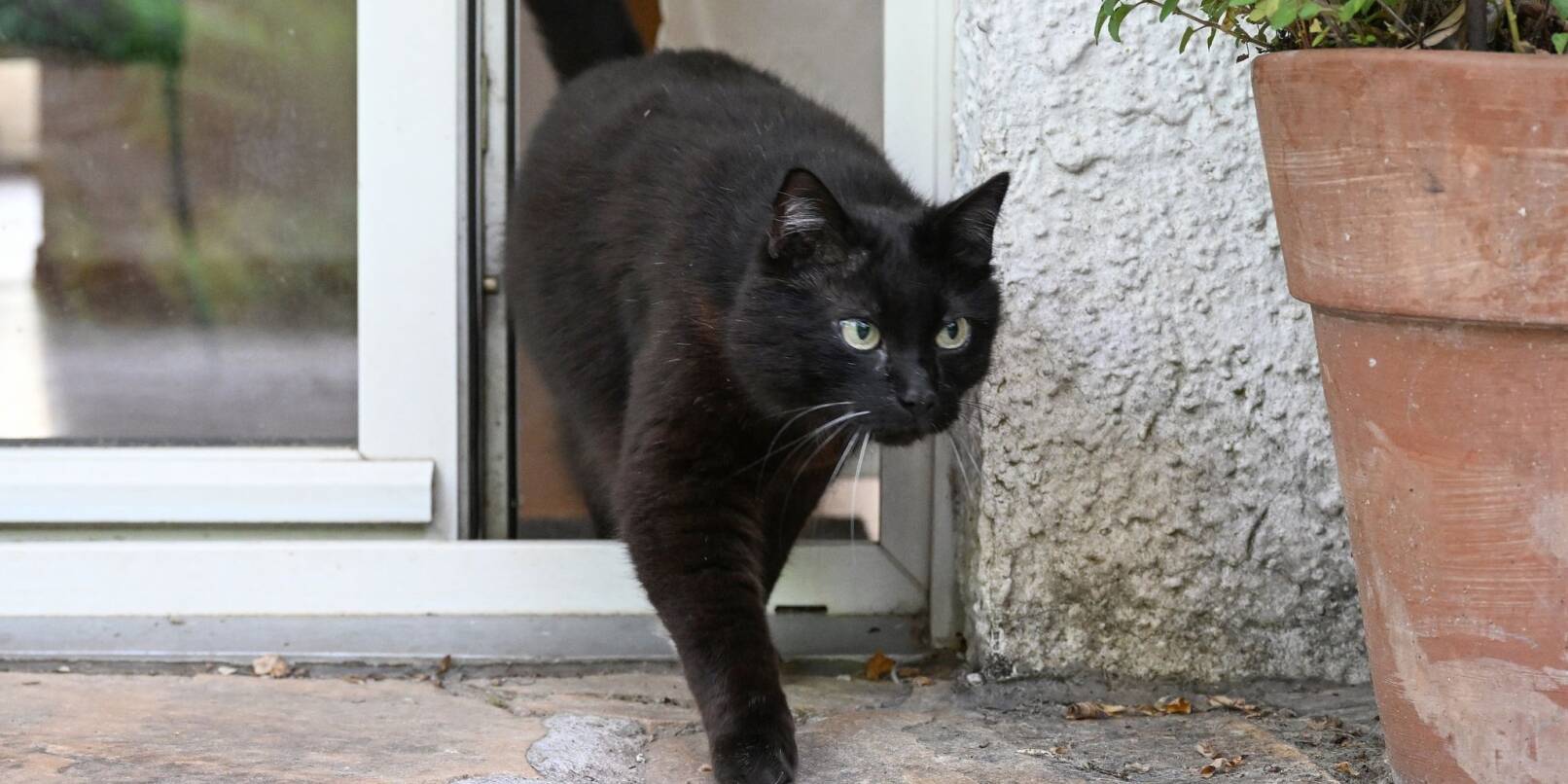 Eine Katze verlässt eine Wohnung durch eine Terrassentür.