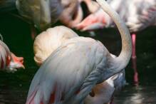 Ein Berliner Rekordhalter: Flamingo Ingo wird vermutlich 75
