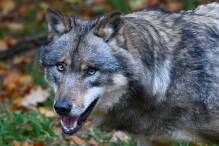 Umweltministerium bestätigt Fund von totem Wolf
