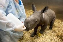 Zoo in Australien trauert: Seltenes Nashorn-Baby gestorben 
