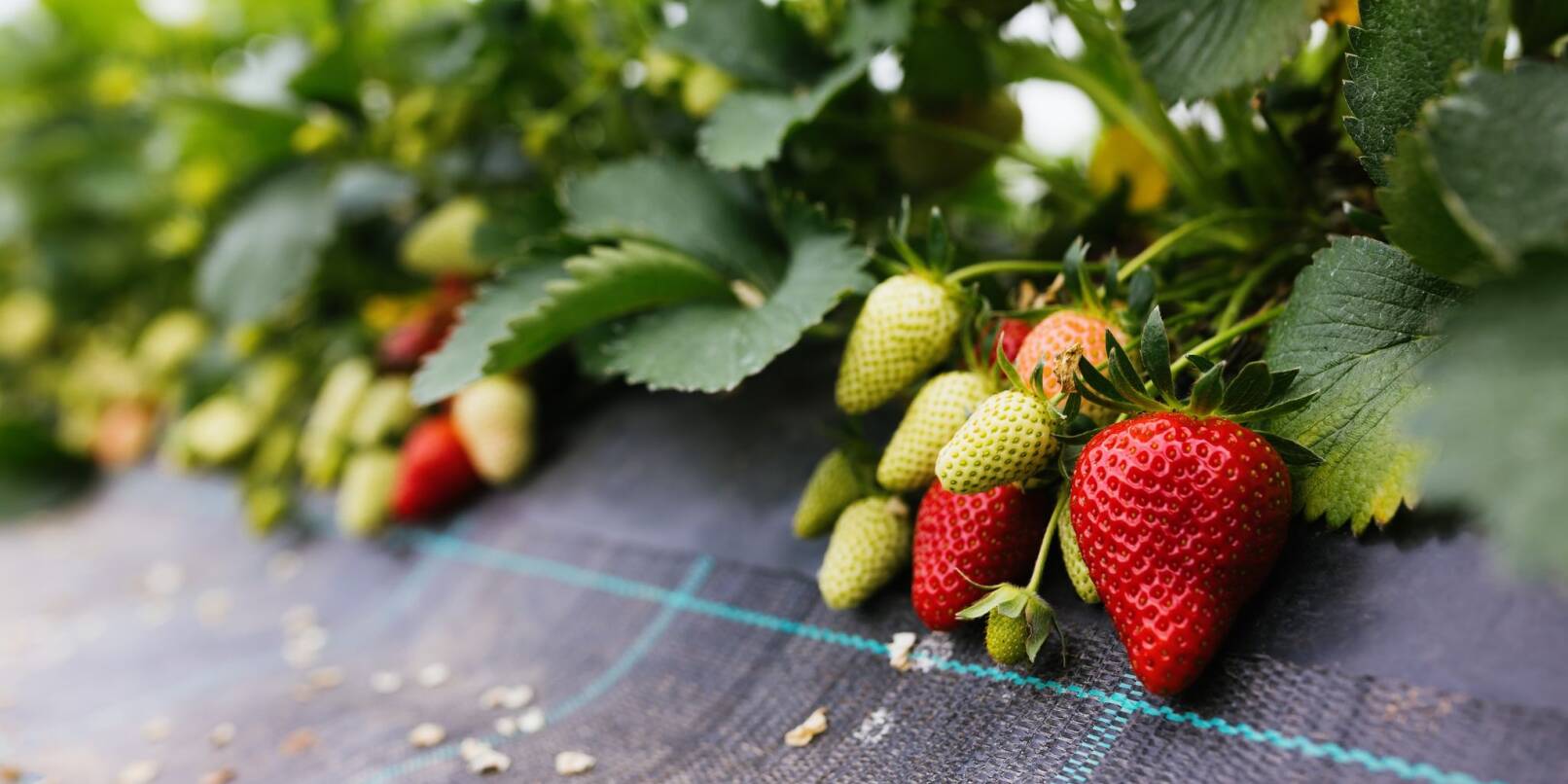 Reife und unreife Erdbeeren sind in einem Gewächshaus aus Folien und Gestänge (ugs.: Folientunnel) zu sehen. Reife und unreife Erdbeeren sind in einem Gewächshaus aus Folien und Gestänge (ugs.: Folientunnel) zu sehen.