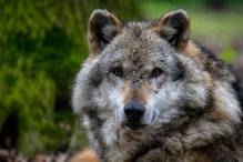 Österreich und Schweiz senken Abschuss-Hürde für Wölfe
