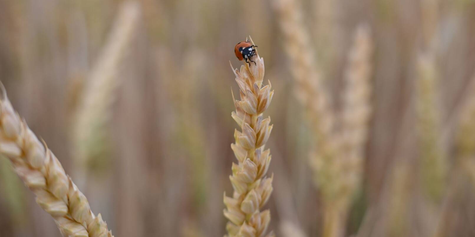 Ein Marienkäfer hat die Spitze einer Getreideähre auf einem Feld bei Hofheim am Taunus erklommen.