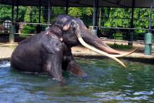 Thailand holt misshandelten Elefanten heim
