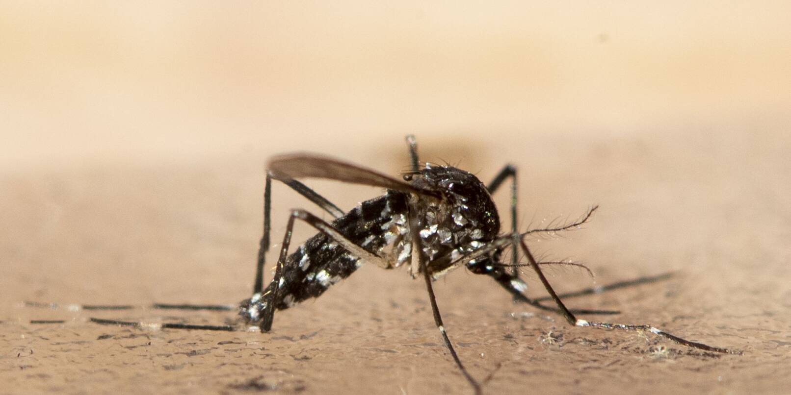 Eine Asiatische Tigermücke. Infektionskrankheiten werden aus Sicht von Infektiologen allein durch die Klimakrise in den kommenden Jahrzehnten deutlich zunehmen.