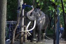 Thailand: Misshandelter Elefant zurück in der Heimat
