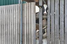 Weiterer Prozess gegen Allgäuer Landwirte wegen Tierquälerei
