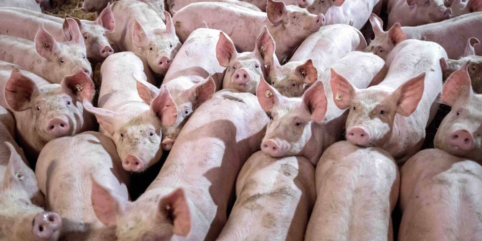 Eine Gruppe von Schweinen wird in einem Mastbetrieb auf Stroh gehalten.