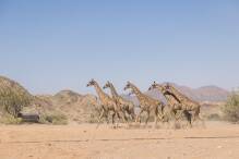 Giraffen zurück im größten Nationalpark Angolas
