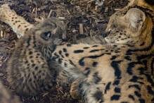 Nachwuchs für Servale: Getupfte Raubkatzen haben Babys
