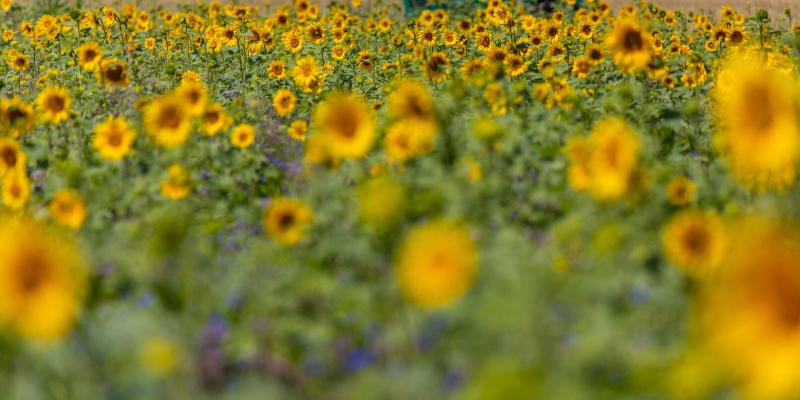 Sonnenblumen stehen bei Sonnenschein auf einem Feld.