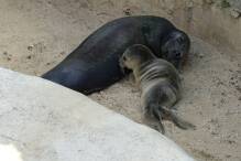 Nachwuchs bei Seehunden im Frankfurter Zoo
