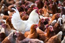 WHO: Vogelgrippe-Risiko für Menschen wächst
