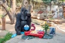 Silberrücken-Geburtstag: Torte zum 50. für Gorilla Assumbo 
