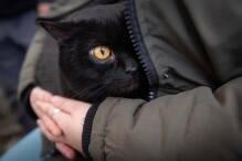 Viele Fälle von Vogelgrippe-Infektionen bei Katzen in Polen

