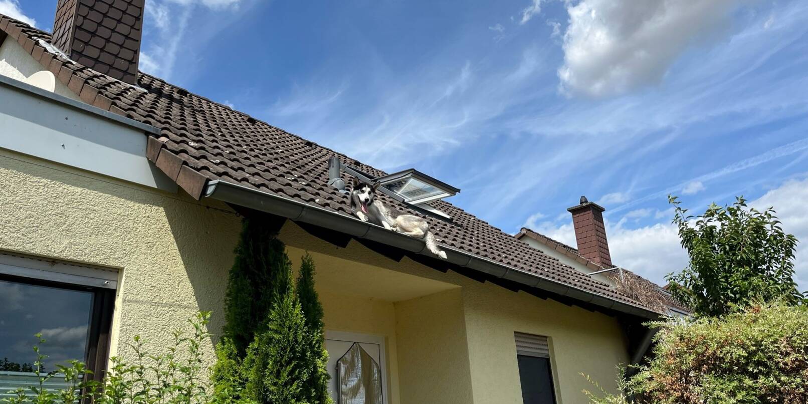Ein Hund ist aus einem Dachfenster geklettert und hat bis zu seiner Rettung auf einer Dachrinne ausgeharrt.
