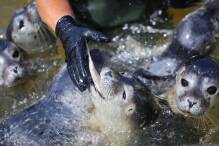 Hochsaison: Seehundstationen haben viel zu tun 
