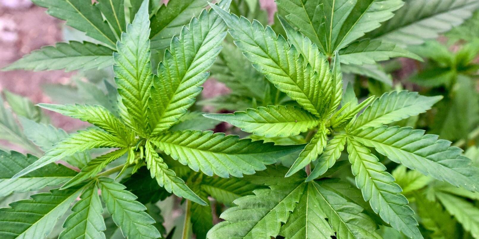 Die Bundesregierung plant, den Cannabis-Konsum in Deutschland zu legalisieren.