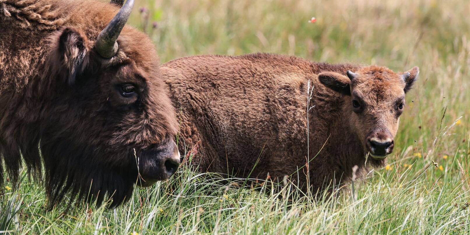 Wie sieht die Zukunft der Wisent-Wildnis im Sauerland aus? Wie sieht die Zukunft der Wisent-Wildnis im Sauerland aus?