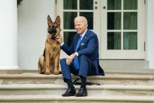 Bisse im Weißen Haus: Biden hat ein Hunde-Problem
