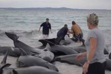 Alle Wale nach Massenstrandung in Australien tot 
