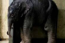 Viertes Elefantenbaby im Leipziger Zoo geboren
