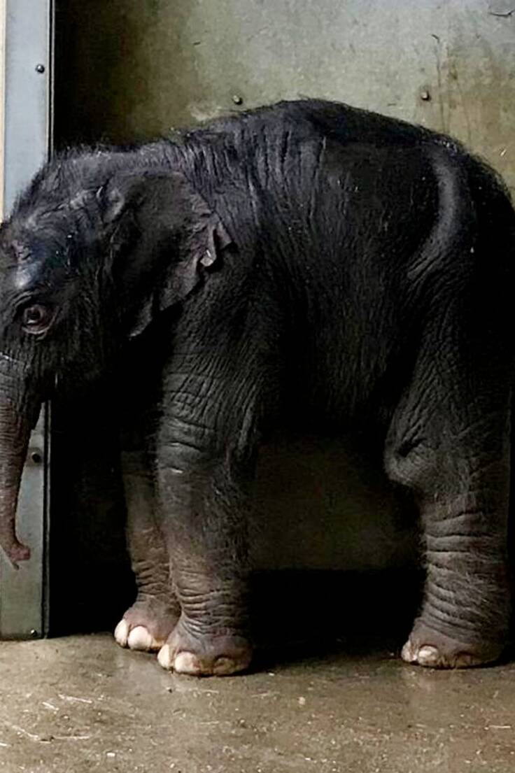 Das neu geborene Elefantenbaby im Zoo Leipzig.