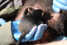 Meilenstein in Australien: 500. Tasmanischer Teufel geboren
