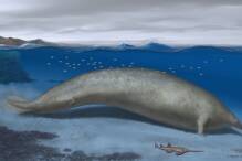 Fossilfund: Wal könnte schwerstes Tier der Welt gewesen sein
