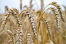 Bauernverband: Zu viel Regen für die Getreideernte
