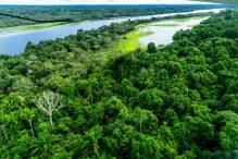Amazonas in Brasilien wird weiter abgeholzt - nur langsamer
