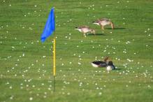 Golfplätze sollen attraktiver für Insekten und Vögel werden
