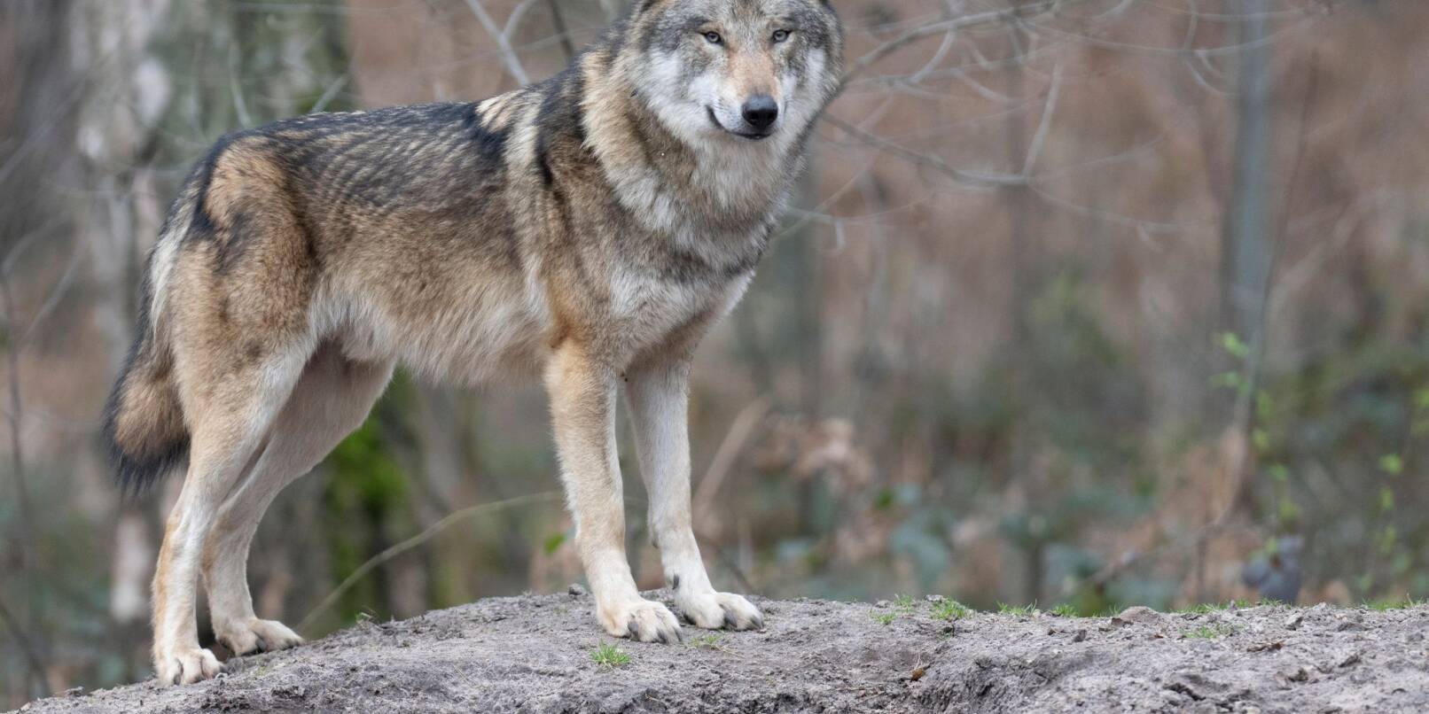 Ein Wolf steht in seinem Gehege im Tierpark.