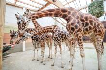 Opel-Zoo erhält Netzgiraffenbullen für Zucht
