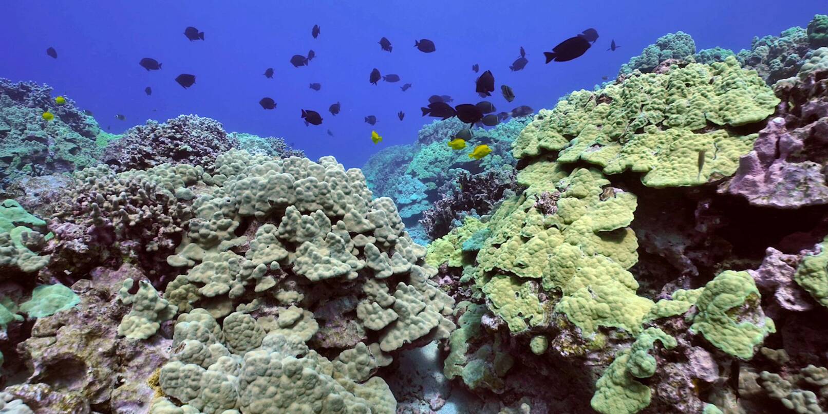 Ein Korallenriff vor der Insel Hawaii.